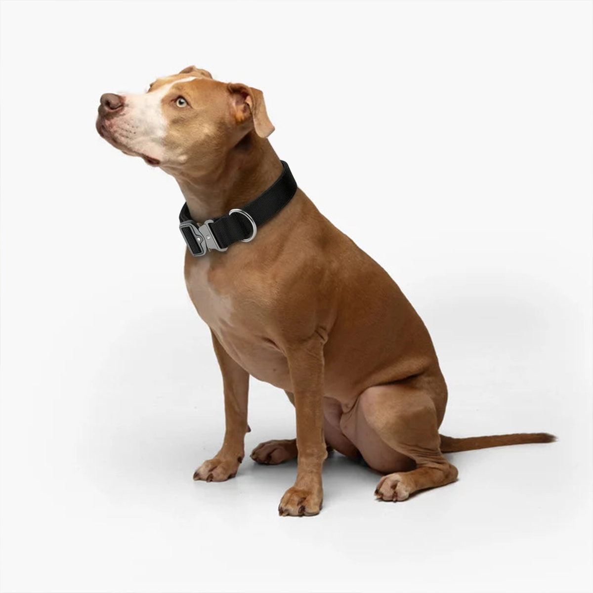 Dogshood product image