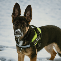 Dogshood Slip-On Harness